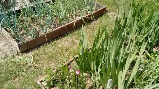 Мой красивый огород! смотреть онлайн