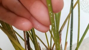 Белый налет на Хризалидокарпусе. Что это? Что делать?