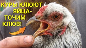 Как отучить кур-несушек расклёвывать яйца? Используйте метод дебикирования