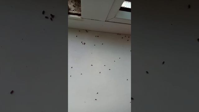 Жучки как от них избавиться?