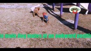 Dogs Technique To Mating Puppy For Love Success With Safe and Sound | Dogs mating , CC