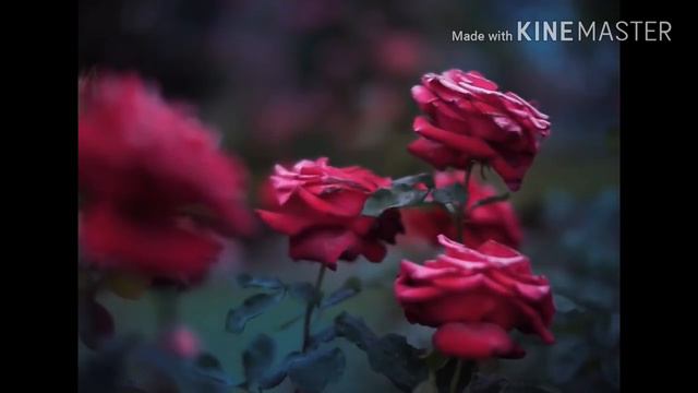 Я Шахьру Рамадан( нашид на чеченском языке) смотреть онлайн