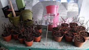 Новое поступление ампельных гортензий от Европейского поставщика.