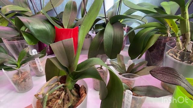 Орхомалыши радуют маленькими достижениями, но не все смотреть онлайн