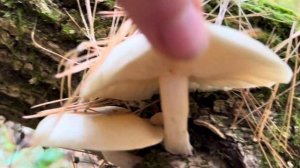 My mid-October solo foraging trip for the autumn mushrooms: honeys, wild enoki, elm oysters