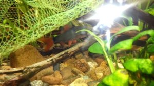 Аквариумная рыбка Лабео