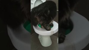 Как научить кота ходить в туалет на унитаз. #животные #кот #унитаз #котнаунитазе