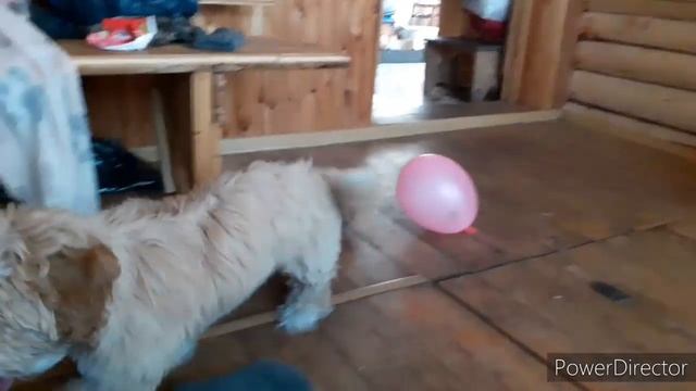 Vlog: к нам в гости пришла Шанина мама!? Мальтезе Шаня смотреть онлайн