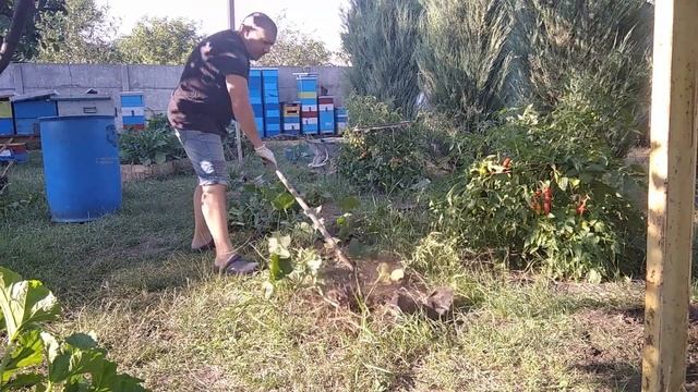 Грядка  Хольцера  урожай  ,,,  ОПАСНАЯ  БОЛЕЗНЬ  огурцов  ,,МОЗАЙКА ,,