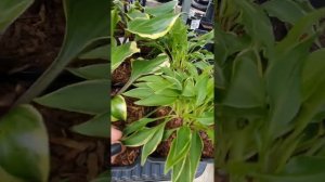 ХОСТЫ НОВИНКИ. БЕЛЬГИЯ #хоста #хостомания #хостывсаду #питомникхост