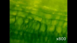 Обычная трава под микроскопом (Comon grass under a microscope)