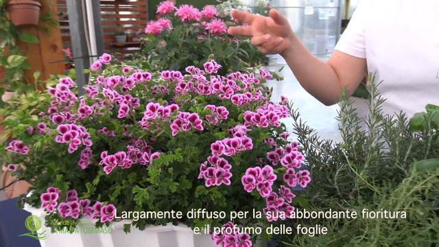 GreenAct in pillole - PIANTE ANTIZANZARE