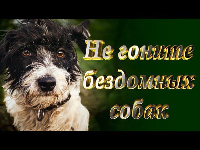 Просто до слёз... НЕ ГОНИТЕ БЕЗДОМНЫХ СОБАК!
