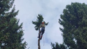 Арбористика без опыта. Удаление вековой аварийной ели в ряду.