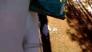 Выгул для кошек своими руками для окна или балкона