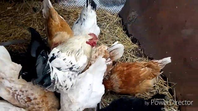 18 день инкубации утиных яиц.Сельские будни