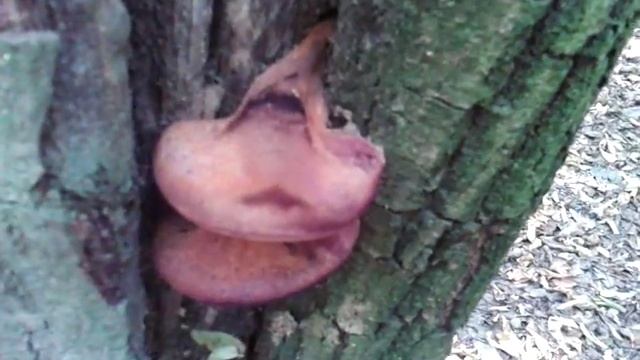 Fistulina hepatica - Печёночница обыкновенная (04.09.16) смотреть онлайн
