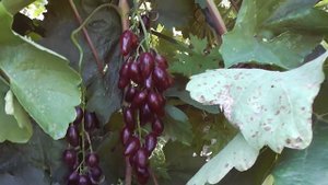 Как увеличить ягоды винограда в 2 раза (виноградарь Голуб А.А.)