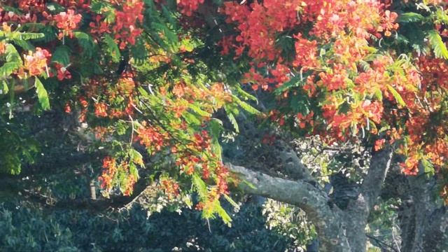 Цветет делоникс. Израиль, Холон. смотреть онлайн