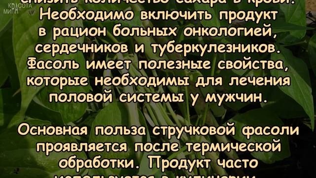СТРУЧКОВАЯ ФАСОЛЬ. Какая польза для здоровья?