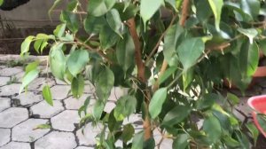 Обрезка фикуса Бенджамина.