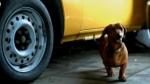 Такса-друг человека-1)))