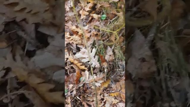 Meravigliosi Funghi di Dicembre 2019 смотреть онлайн