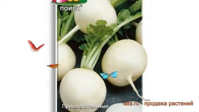 Редис обыкновенный Моховский (mokhovskiy) ? Моховский обзор: как сажать, семена редиса Моховский смотреть онлайн