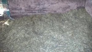 Вьетнамские поросята. Содержание зимой.