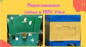 Пересадка пчёл в ППУ улья. Пересаживаем пчелиные семьи (Bee.)