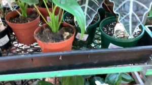 Plant Shopping With Me | Altra Nursery | Sydney | Rare Plant Shopping