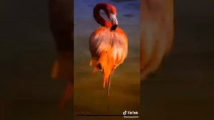 Интересная птица.... Фламинго!!)))