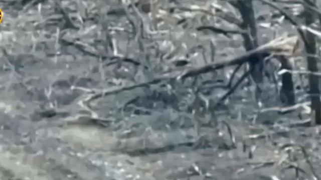 Русский боец с веткой против дрона ВСУ. смотреть онлайн