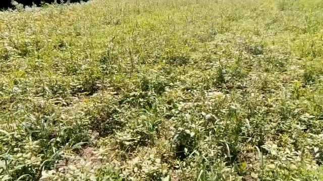 Сегментная косилка на мотоблок. смотреть онлайн