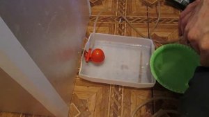 КАК СДЕЛАТЬ ЛАТОК С АВТО-НАПОЛНЕНИЕМ ВОДОЙ ДЛЯ ИНКУБАТОРА (ОТДЕЛЬНОЕ ПОДРОБНОЕ ВИДЕО)