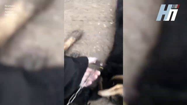 В Липецке полиция проводит проверку по факту жесткого обращения с животными смотреть онлайн