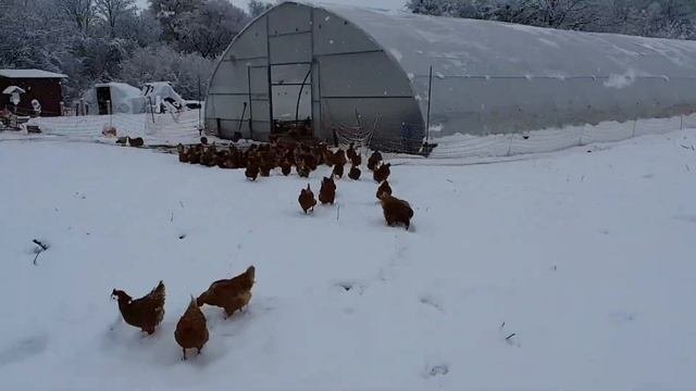 Зимнее содержание кур несушек