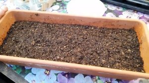 Гацания АФРИКАНСКАЯ РОМАШКА посев в условиях сибирского климата???