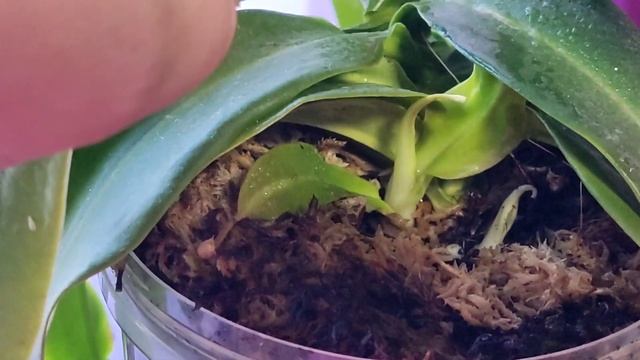 Nepenthes Gaya. Особенности при упаковке для транспортировки. Отделяю деток. смотреть онлайн