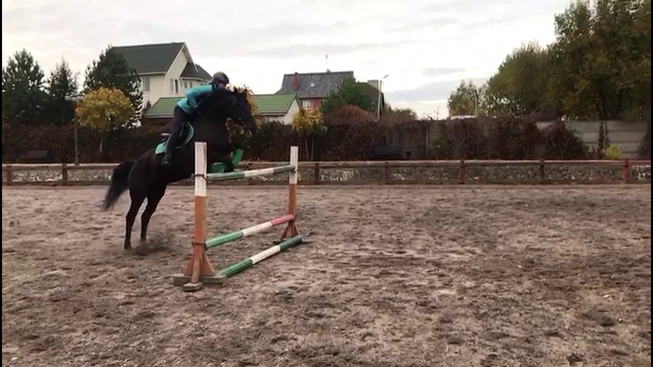 Тренировка по конкуру