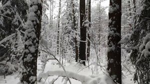 Relaxing Snowfall in the Forest - 1Hour. Winter Forest Ambience. Nature View and Sounds.