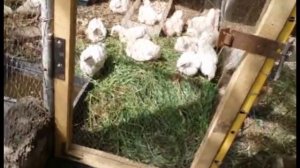 Ассорти. Какие травы едят курочки, гусочки и перепела