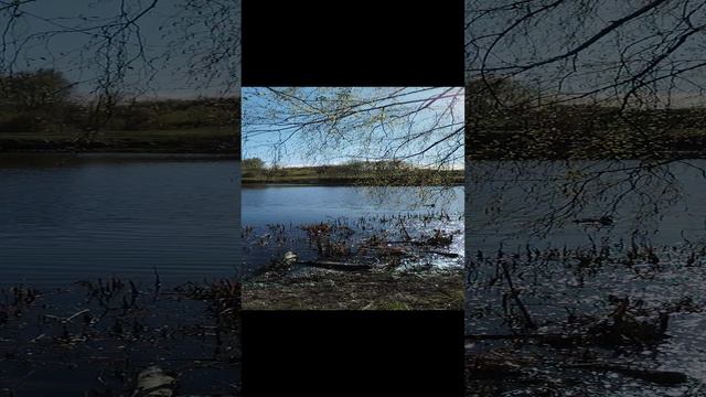 берёзка