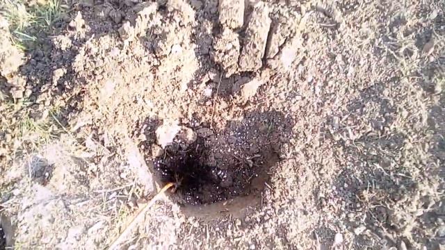 Садим малину осенью смотреть онлайн