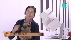 Test.tv- Все для животных. Померанский шпиц – секреты породы