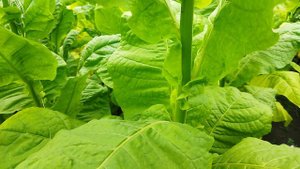 Перспективный.