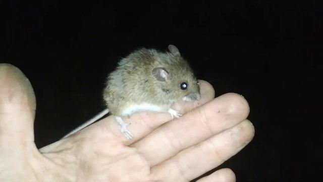 Ночь в лесу!!! ловим ночных обитателей леса !!! смотреть онлайн