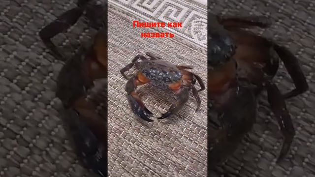 черноморский каменный  #краб 🦀 (самец)