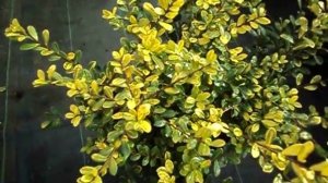 Ilex crenata Golden Gem