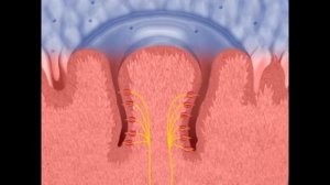 Анатомия. Обонятельный, осязательный и вкусовой анализаторы